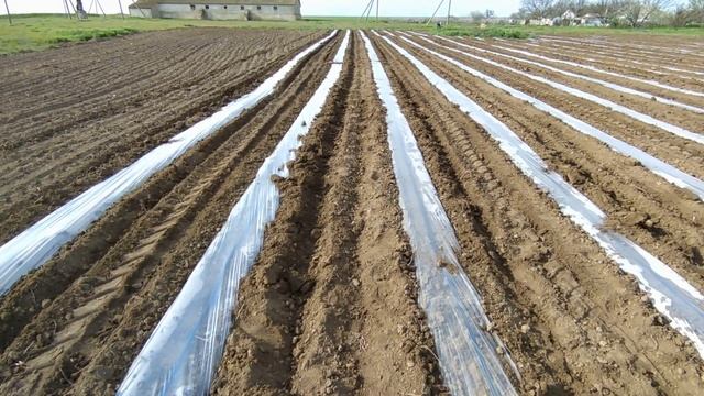 Мульча для помидор. Как за 2 часа уложить 40 соток. смотреть онлайн