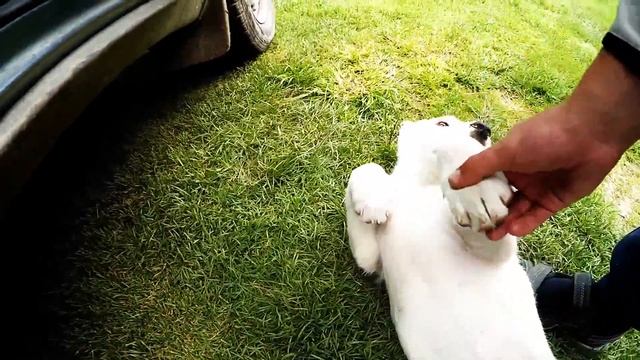 Щенок Алабая смотреть онлайн