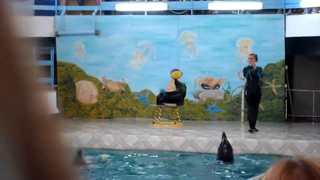 дельфины смотреть онлайн