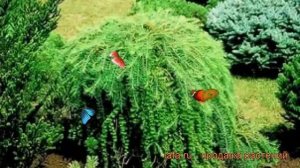 Лиственница японская Пендула (larix pendula) ? обзор: как сажать, саженцы лиственницы Пендула