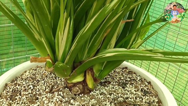 รวมไม้ด่างแรร์ไอเทม สวนเตี่ยเสน่ห์ ไม้ด่างเขาใหญ่ บุษราคัม หูช้างด่างขาวมิ้นท์ เซเรนบิตี้ พิณนาคด่า смотреть онлайн