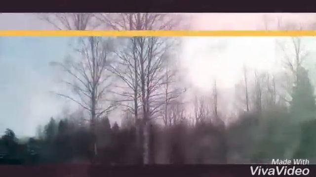 Леса Карелии