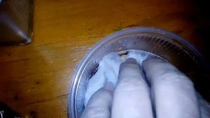 Замачиваем арахис для посадки в открытый грунт  на Урале