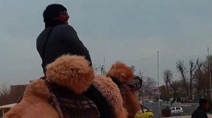 ruslan bakinskiy kayfuy buxara 2021 2022 VIDEOMIN ORG