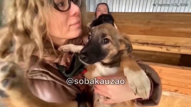 Щенята в приюте, СПАСИТЕ МАЛЫШЕЙ! Приют «Щербинка». Проект помощи @Sobakauzao