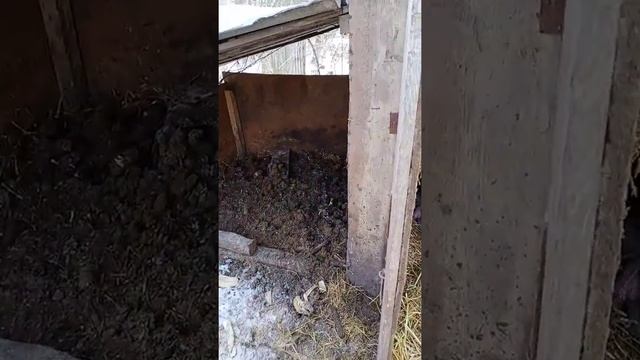 Свиньи в соломе от мала до велика. Это не венгерская мангалица