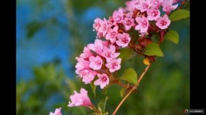 Вейгела: 49 идей для посадки и выращивания