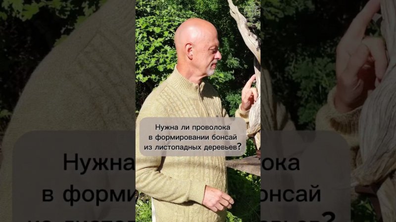 Нужна ли проволока в формировании бонсай из листопадных деревьев? #bonsai #бонсай #ниваки #сад
