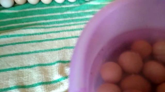 Дезинфекция яиц перед инкубацией: доминанты.Загрузила лотки.