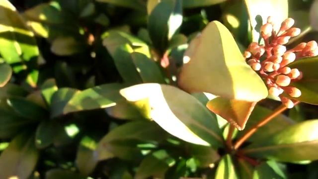 Samsung ST71 Test - Macro смотреть онлайн