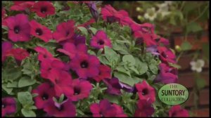 32- Growers - Allan Armitage - Surfinia Trailing Petunia.mov