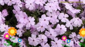 Флокс дугласа Лилак Клауд. Краткий обзор, описание характеристик phlox douglasii Lilac Cloud