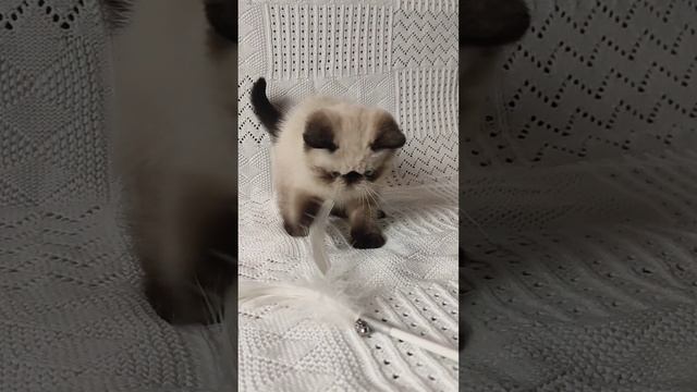 Оренбургский питомник гималайских кошек