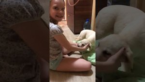 Мне подарили собаку. Мечта сбылась