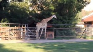 Маленькие жирафы в ZOOпарке