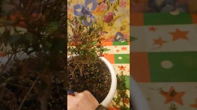 Обрезаю Мирт смотреть онлайн