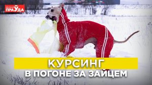 Что такое курсинг и причем здесь механический заяц?