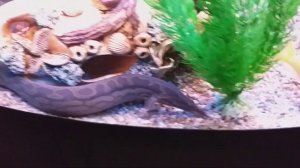 Мастацембел-Фавус 13 лет, 43см.