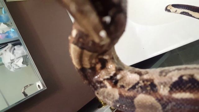 Carpet python and red tail boa
