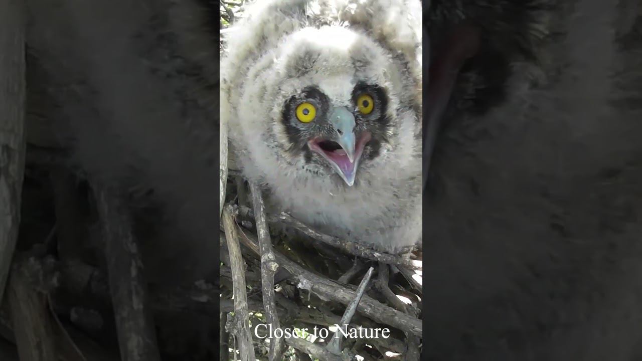 Owlet protects the nest / Совенок Ушастой совы защищает гнездо смотреть онлайн