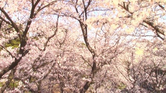 Цветущая дикая вишня и магнолия, красивая весна и природа в Южной Корее !Spring in South Korea.