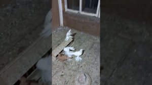 Голуби. Мои племенные голуби