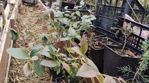 Голубика Легаси