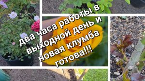 Клумба на которой будут расти необычные розы, хотите знать почему они необычные?