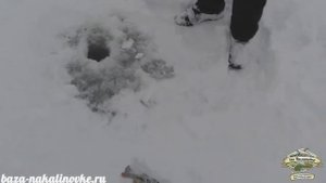 Рыбалка в Астрахани. Зимняя рыбалка. База "На Калиновке".