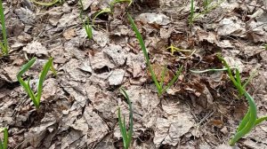 Выращиваем крупный чеснок ! Чеснок только взошёл из под снега что с ним нужно сделать дальше