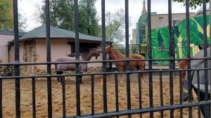 Путешествия. Животные. Московский зоопарк. Новая территория. Конюшня. Октябрь 2023 год.