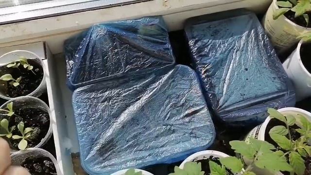 Отчёт по рассаде/этот год не петуний/на даче у кати смотреть онлайн