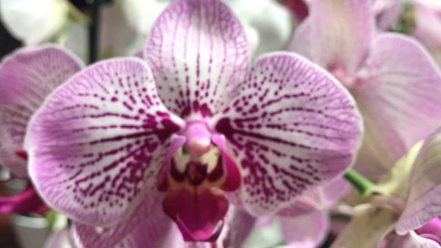 Phalaenopsis New Stripes Orchid Flowers - Free Stock Footage смотреть онлайн