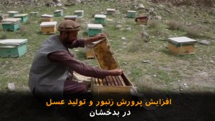 افزایش پرورش زنبور و تولید عسل در بدخشان