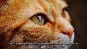Прививки котятам: какие и когда делать, в каком возрасте