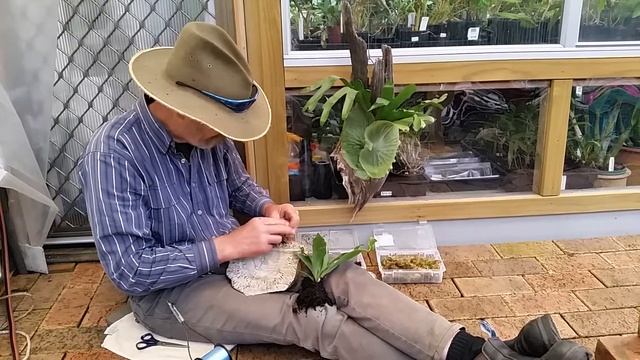 Elkhorn Fern / Platycerium bifurcatum on driftwood mount смотреть онлайн