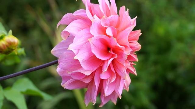 Test Sony Alpha SLT-A37 kit (18-135 mm) смотреть онлайн