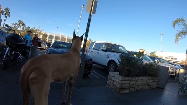Cash 2.0 Great Dane at The Grove and Farmers Market in Los Angeles (part 3) смотреть онлайн