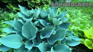 Жатые хосты