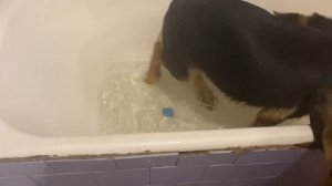 Немецкая овчарка играет  в ванной