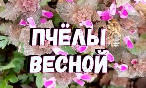 Пчёлы весной / Долгожданная весна для пчёл