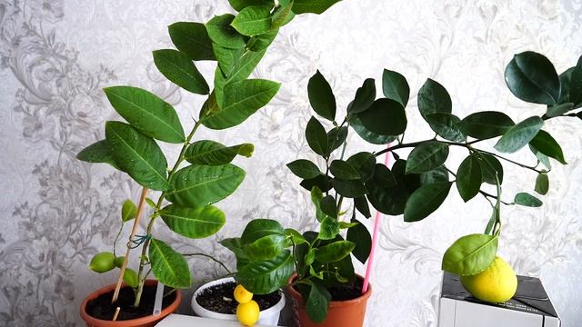 Выращиваем ЛИМОН ДОМА. смотреть онлайн