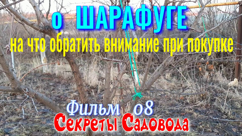 Обрезка шарафуги весной схема