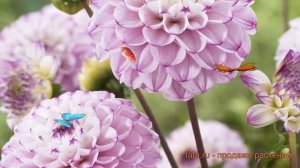 Георгина шаровидная Дженова (georgina-sharovidnaya) ? обзор: как сажать, луковицы георгины Дженова