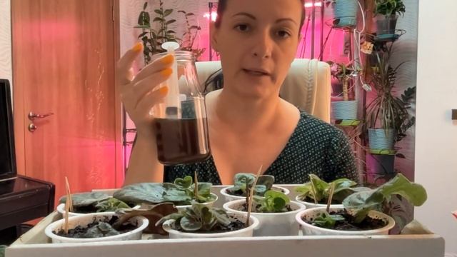Как вырастить сенполию (фиалку) из листа?