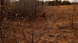 Подтопольники или рядовка тополёвая в хвойном лесу?! Такое возможно?