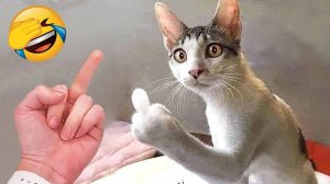Самые смешные животные 😂 Приколы с котами и собаками 2023 😺🐶