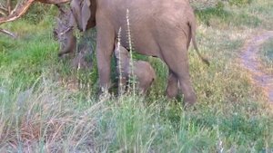Mommy African Elephant Giving Birth To Cute Cubs In The Wild