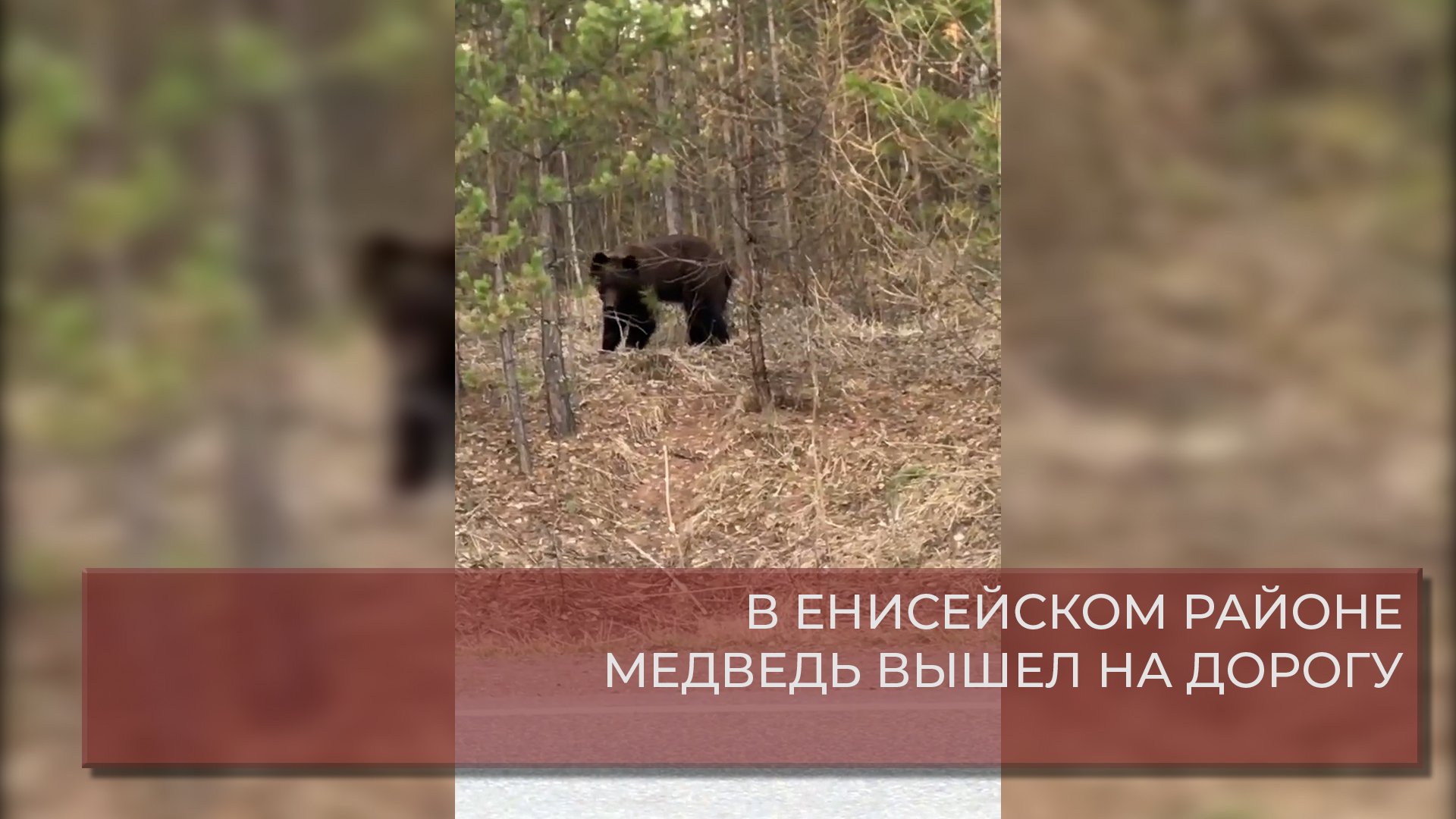 В ЕНИСЕЙСКОМ РАЙОНЕ МЕДВЕДЬ ВЫШЕЛ НА ДОРОГУ