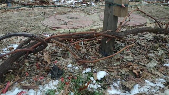 Дорнит, укрытия на зиму винограда